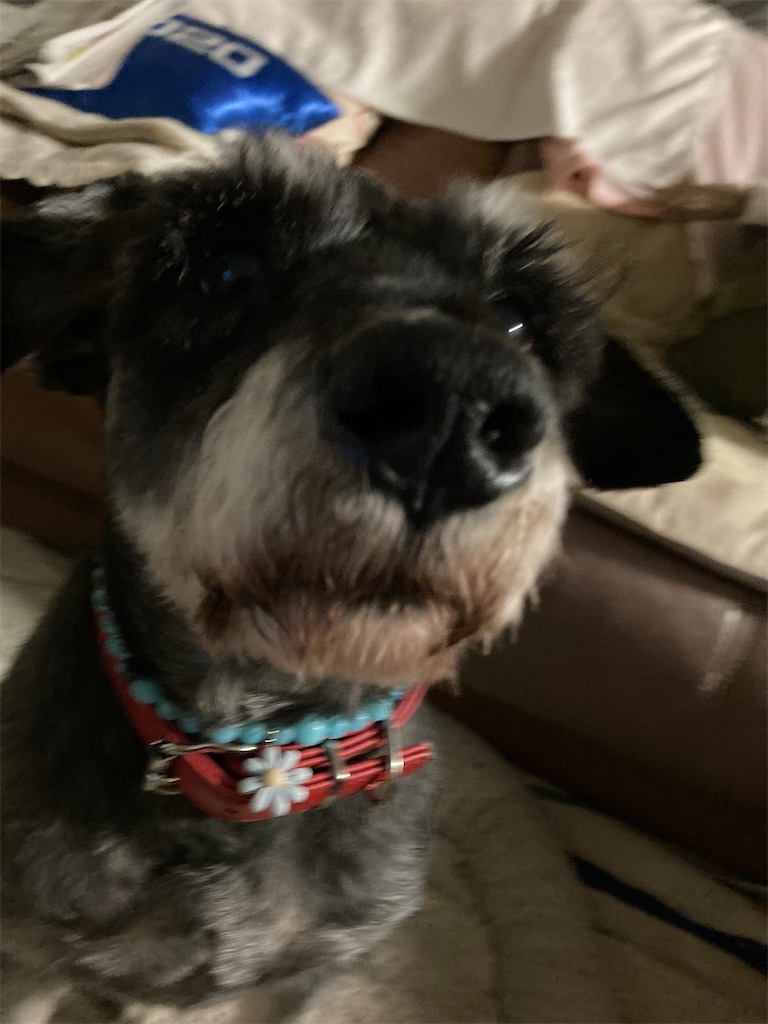 f:id:hukusuke39:20240407124236j:image