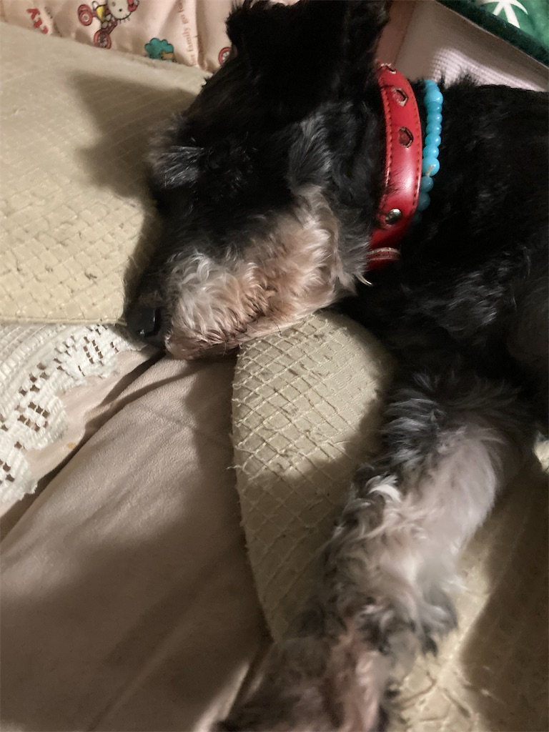 f:id:hukusuke39:20240429114222j:image f:id:hukusuke39:20240429114222j:image