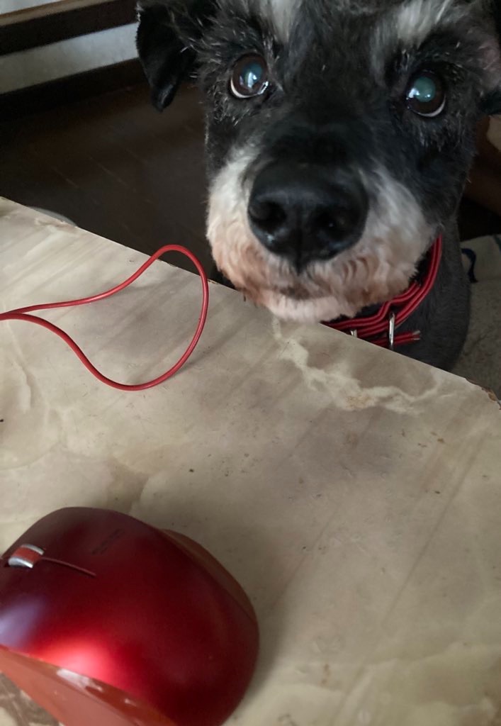 f:id:hukusuke39:20240614054258j:image