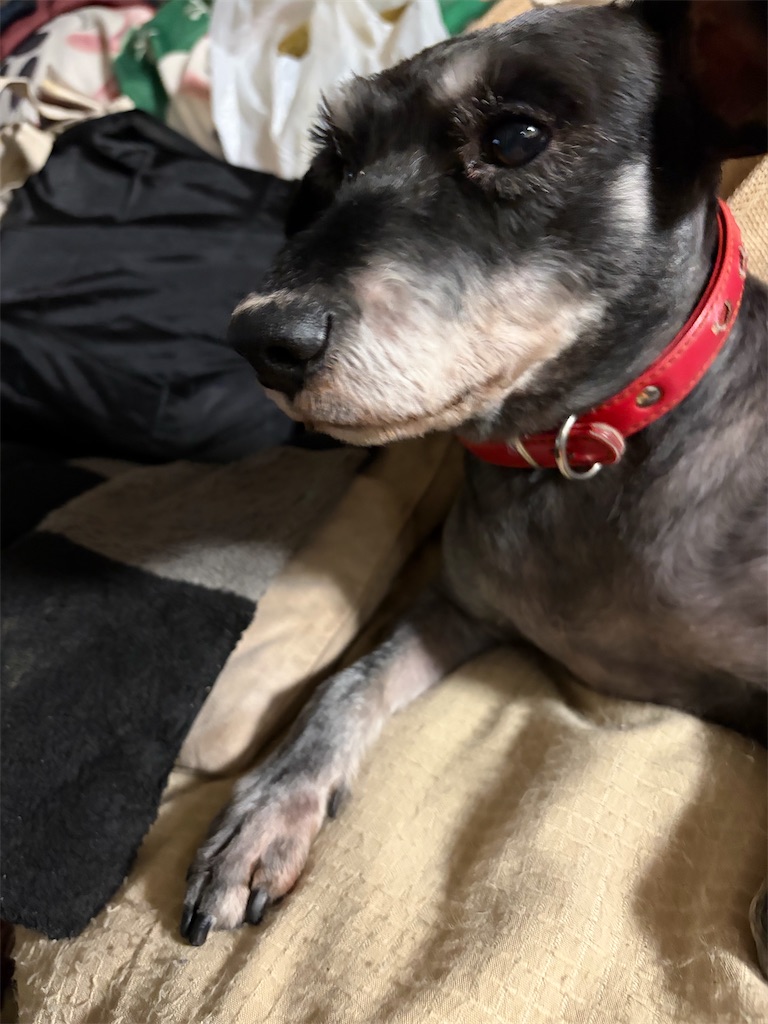 f:id:hukusuke39:20251219202749j:image