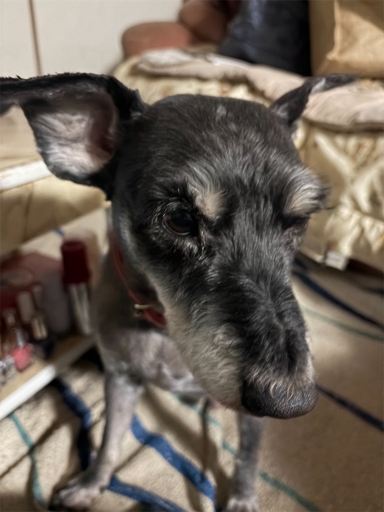 f:id:hukusuke39:20251219202751j:image