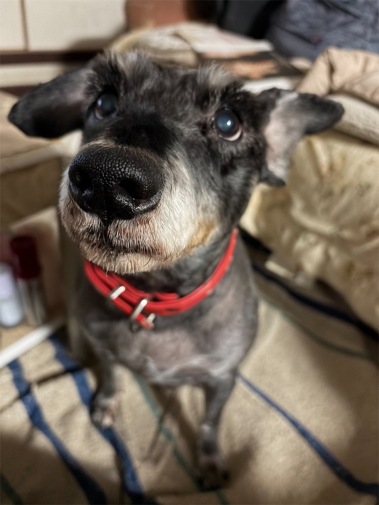 f:id:hukusuke39:20251221124721j:image