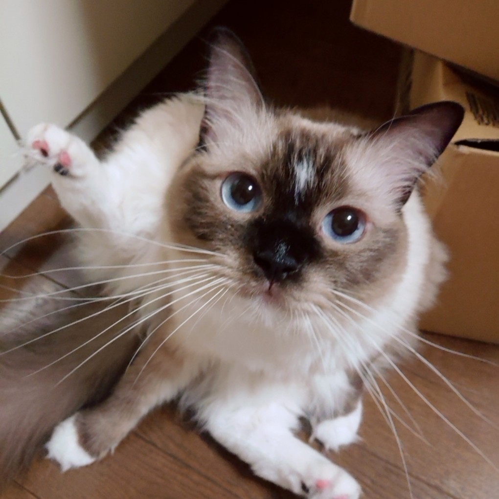 f:id:hukutsuu:20201225013348j:plain