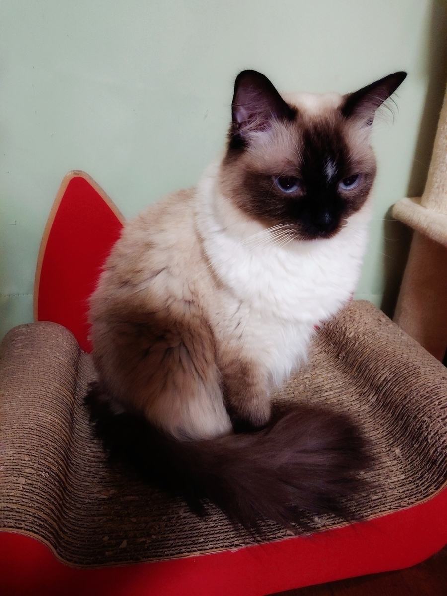 f:id:hukutsuu:20201225015126j:plain