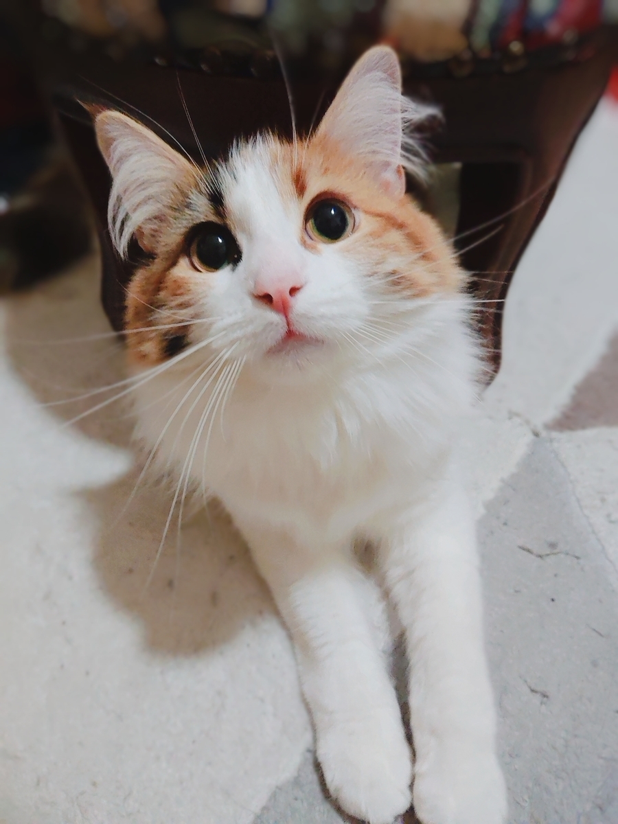 f:id:hukutsuu:20210106005938j:plain