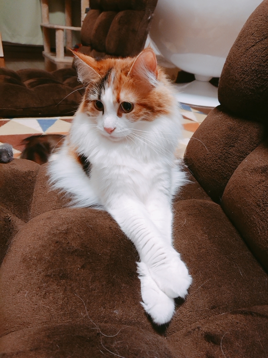 f:id:hukutsuu:20210106022652j:plain