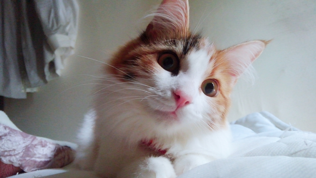 f:id:hukutsuu:20210110055550j:plain