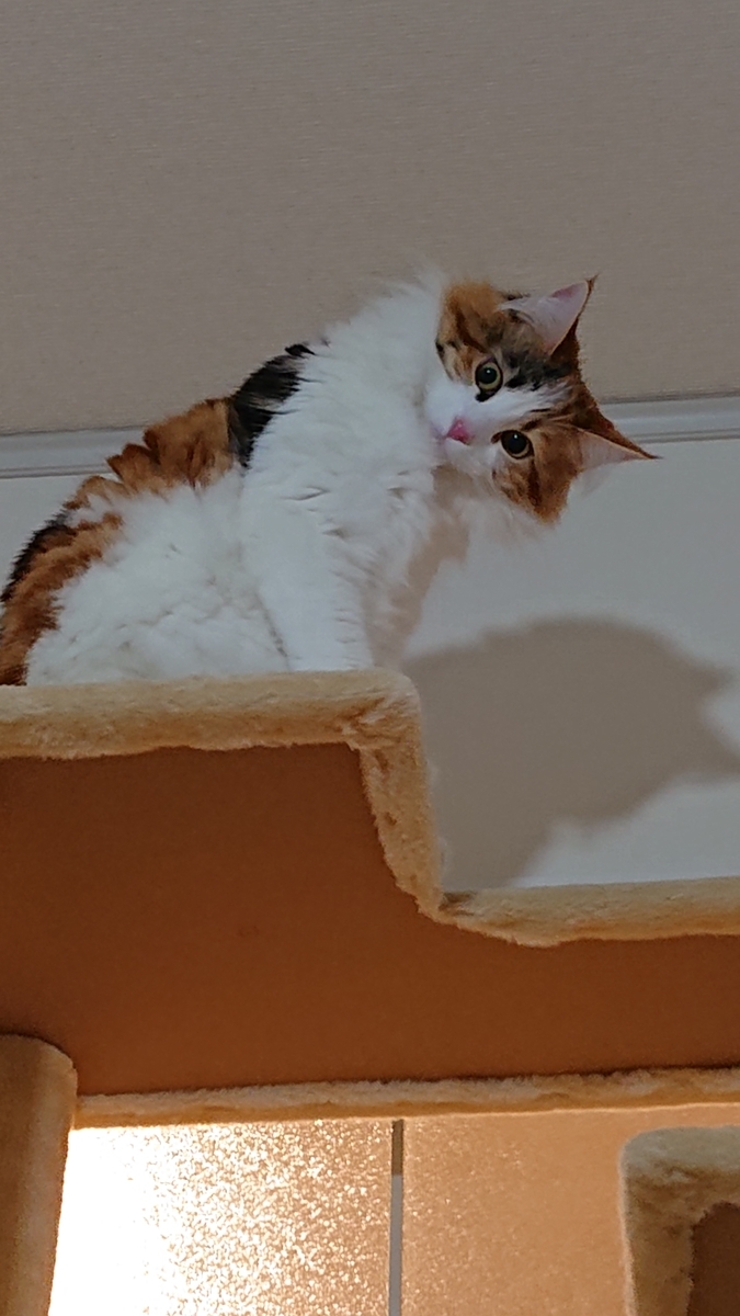 f:id:hukutsuu:20210110055622j:plain