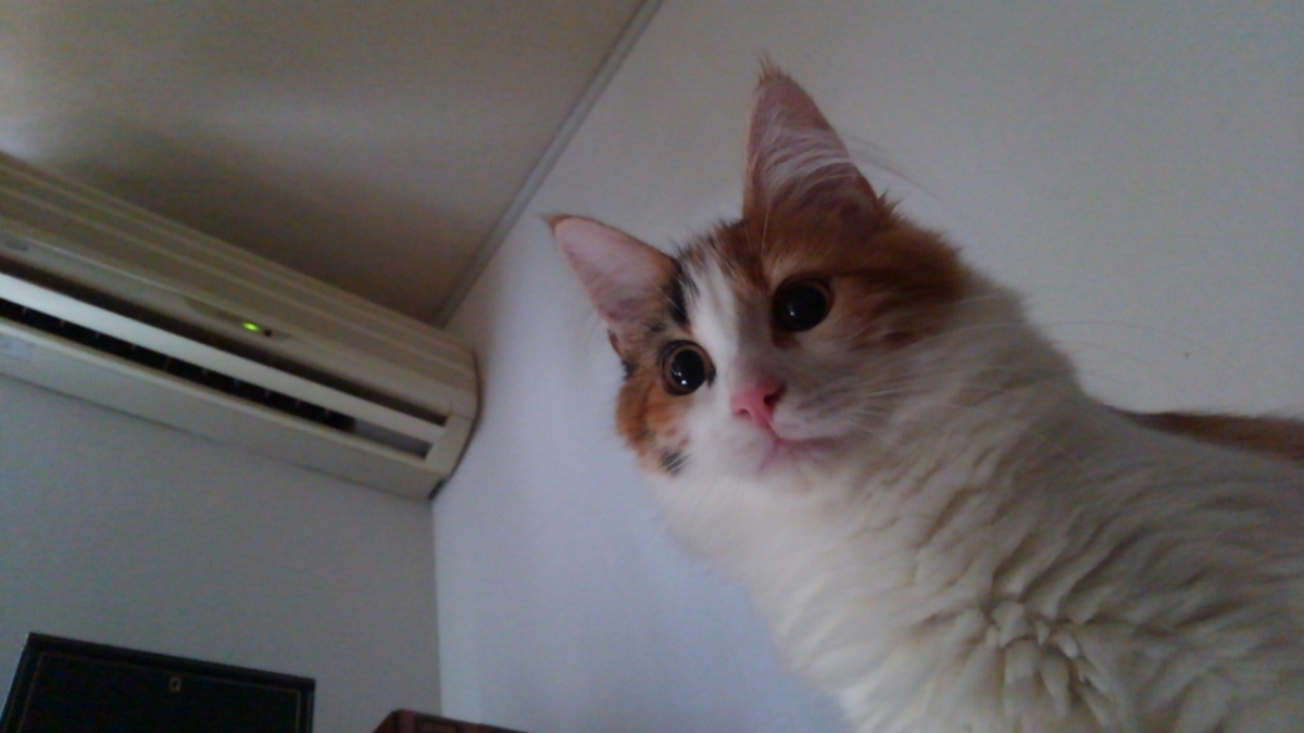 f:id:hukutsuu:20210110055653j:plain