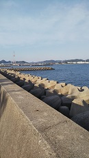 姫路周辺釣果情報 灘浜 イカ 姫路周辺 釣果情報