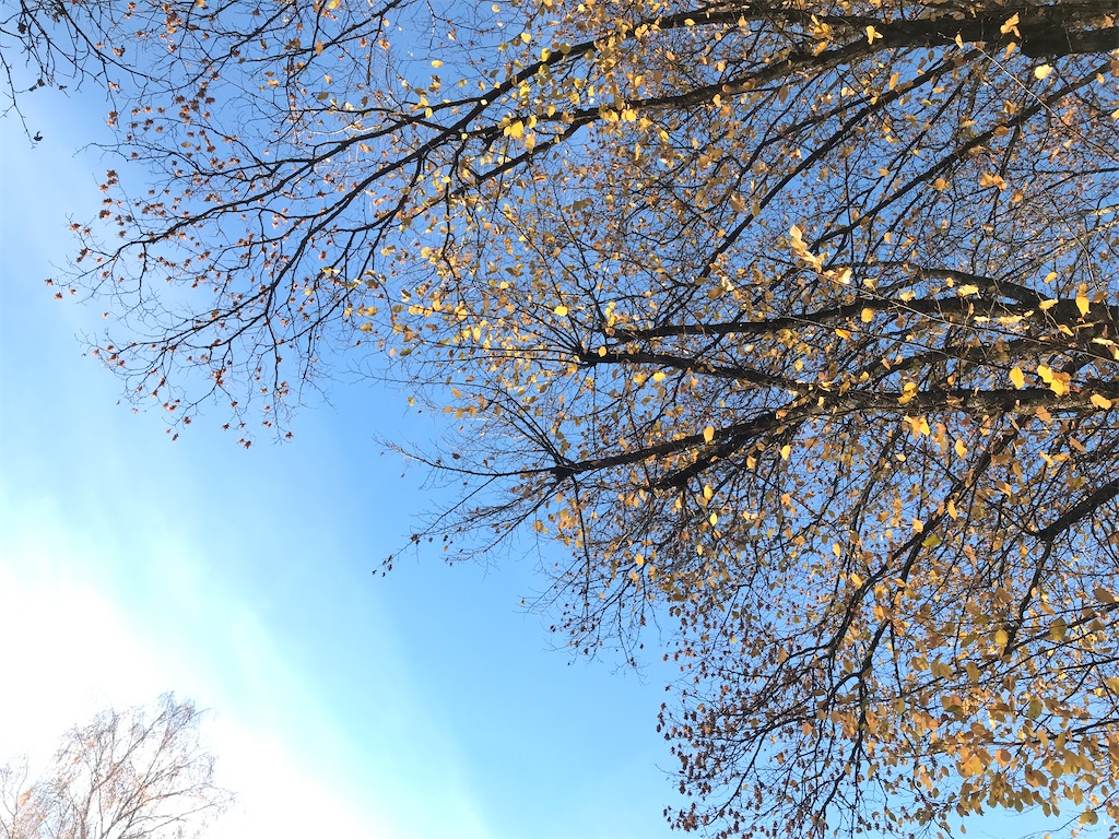 f:id:hummelinks:20211123005435j:image f:id:hummelinks:20211123005435j:image