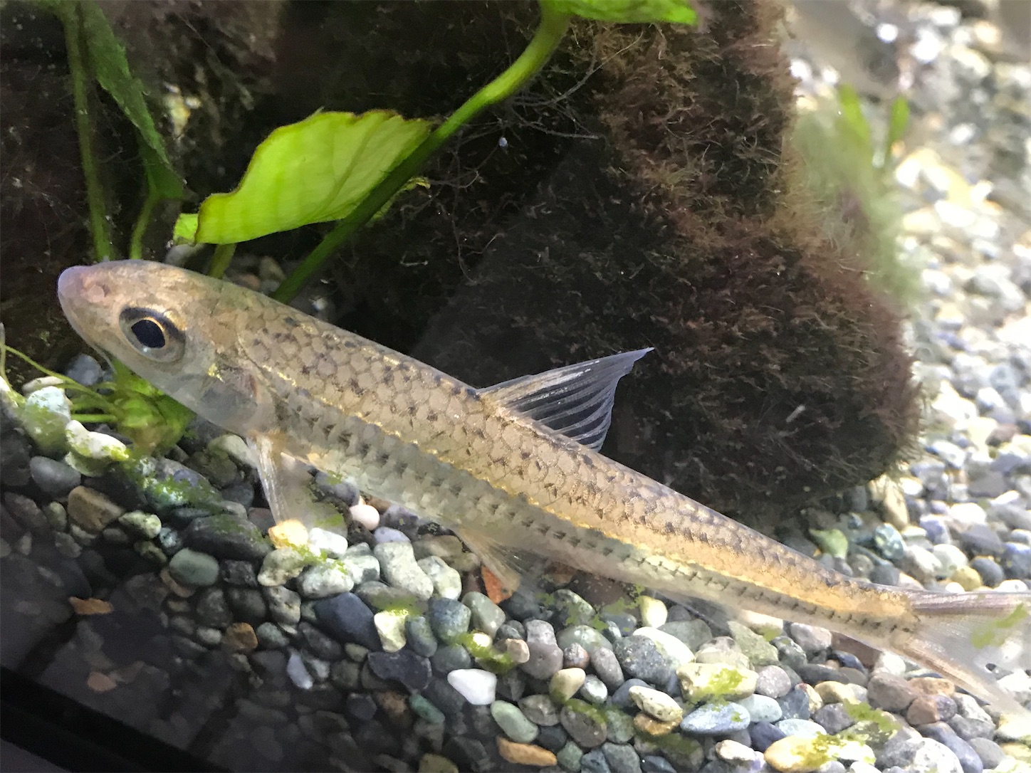 千葉の河川でハス スゴモロコ ふなのぼりの日本淡水魚 雑語り 千葉の河川でハス スゴモロコ ふなのぼりの日本淡水魚 雑語り