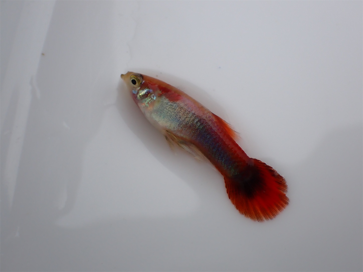 f:id:hunahunana:20210914231601j:image