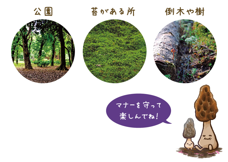 まるで宝探し 公園などの身近な場所できのこ散歩してみよう コイケハルカ 関東きのこの会 きのこ情報ポータルサイト