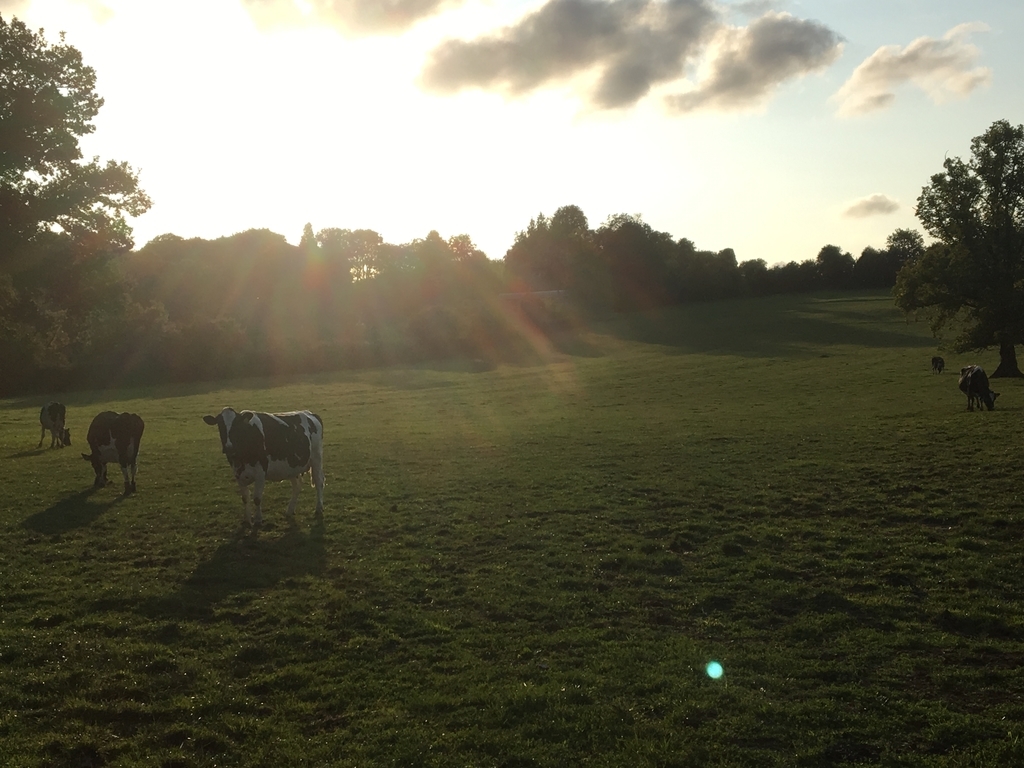 f:id:hungrysister:20180908220016j:plain f:id:hungrysister:20180908220016j:plain