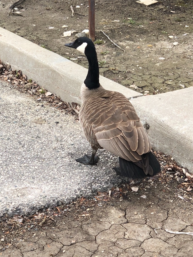 f:id:hunter1014:20180503183333j:image