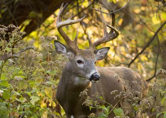 f:id:huntingtrick:20181001170429j:plain