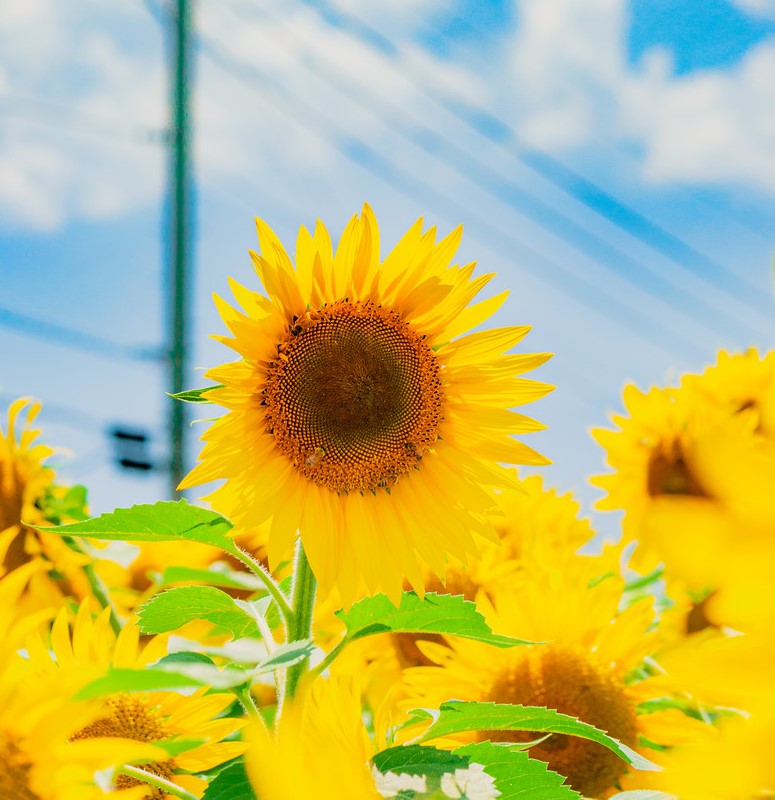 f:id:hurono88:20190724163216j:plain