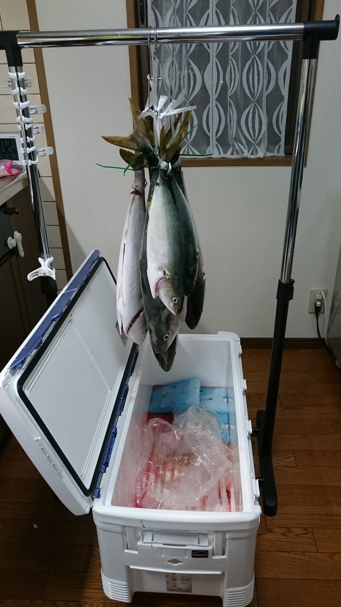 料理 魚の血抜きと水抜き 釣りに出かけておりまして