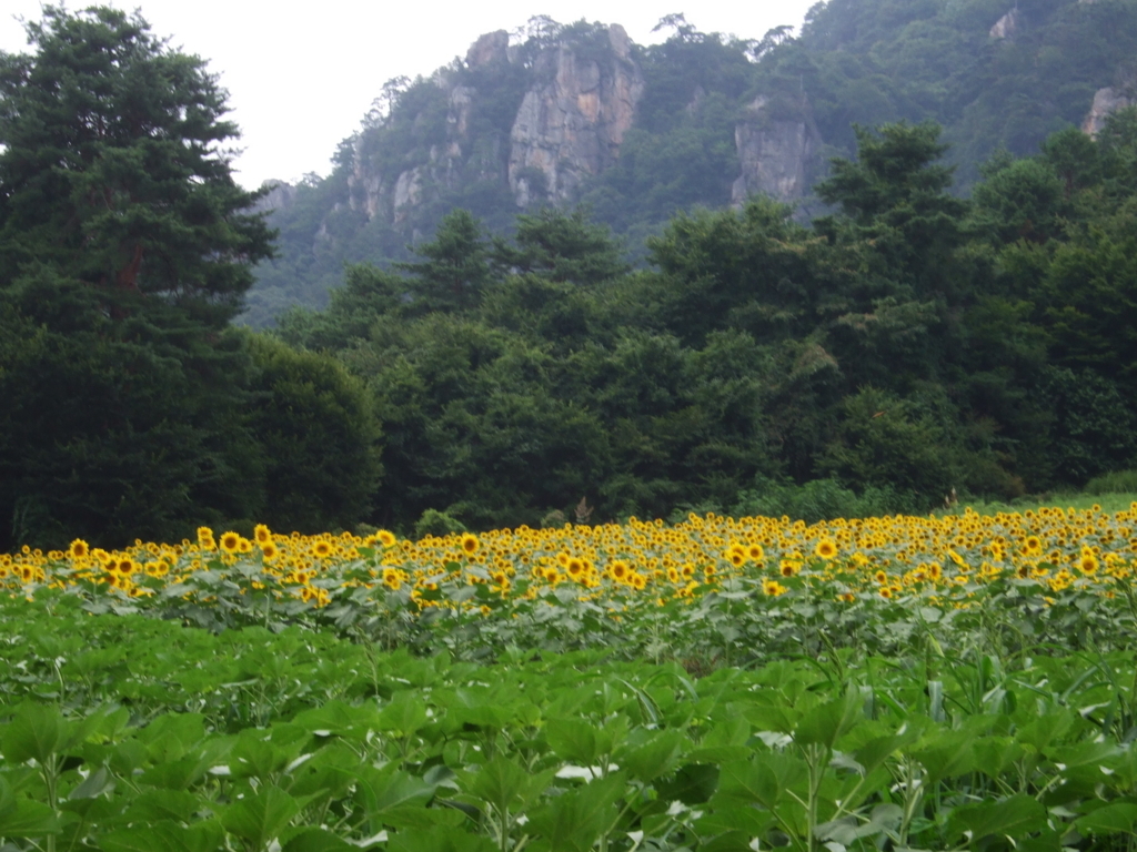 f:id:hututuka:20180619222222j:plain