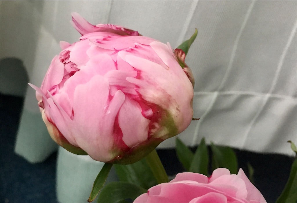 f:id:hututuka:20180620081745j:image