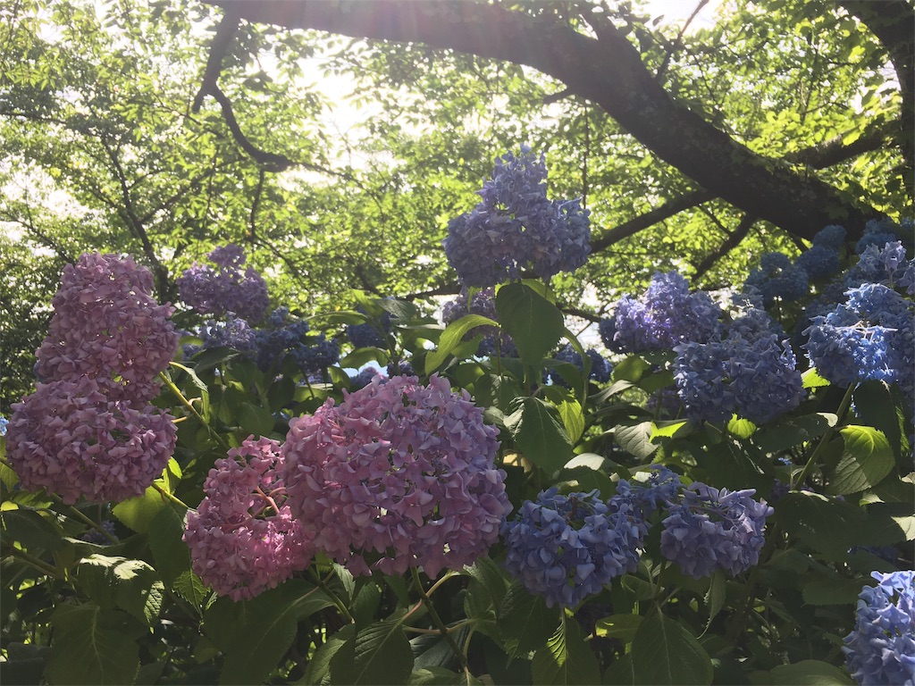 f:id:hututuka:20180709122909j:image