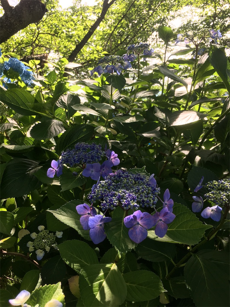 f:id:hututuka:20180709122922j:image