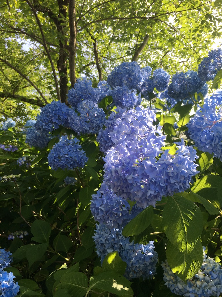 f:id:hututuka:20180709122935j:image