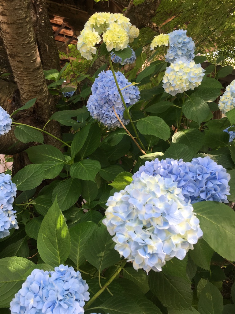 f:id:hututuka:20180709122941j:image