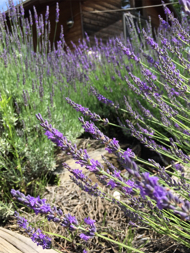 f:id:hututuka:20190712222134j:image