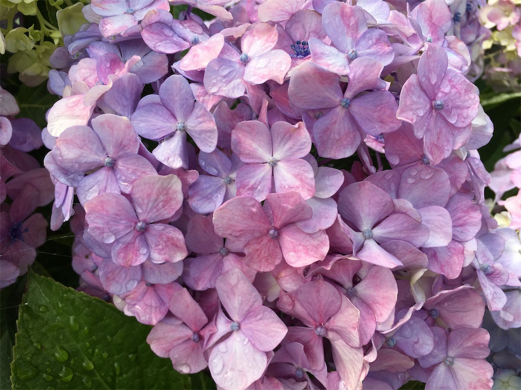 f:id:hututuka:20190712222859j:image