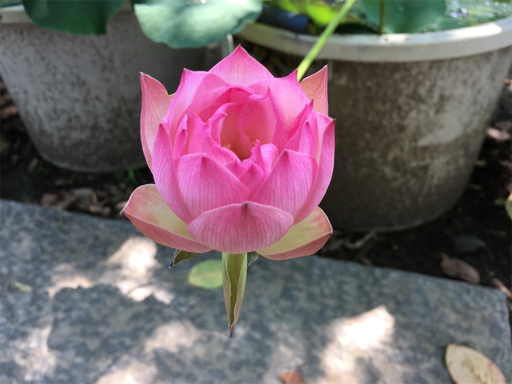 f:id:hututuka:20190801104055j:image