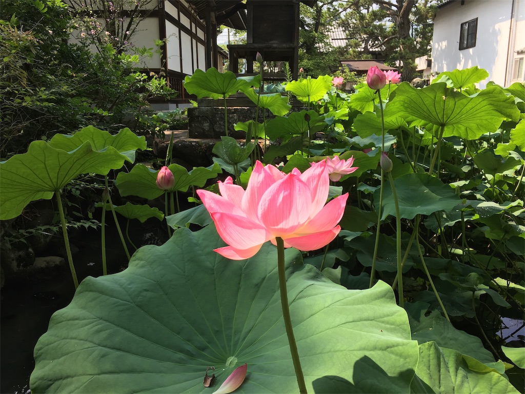 f:id:hututuka:20190801104100j:image