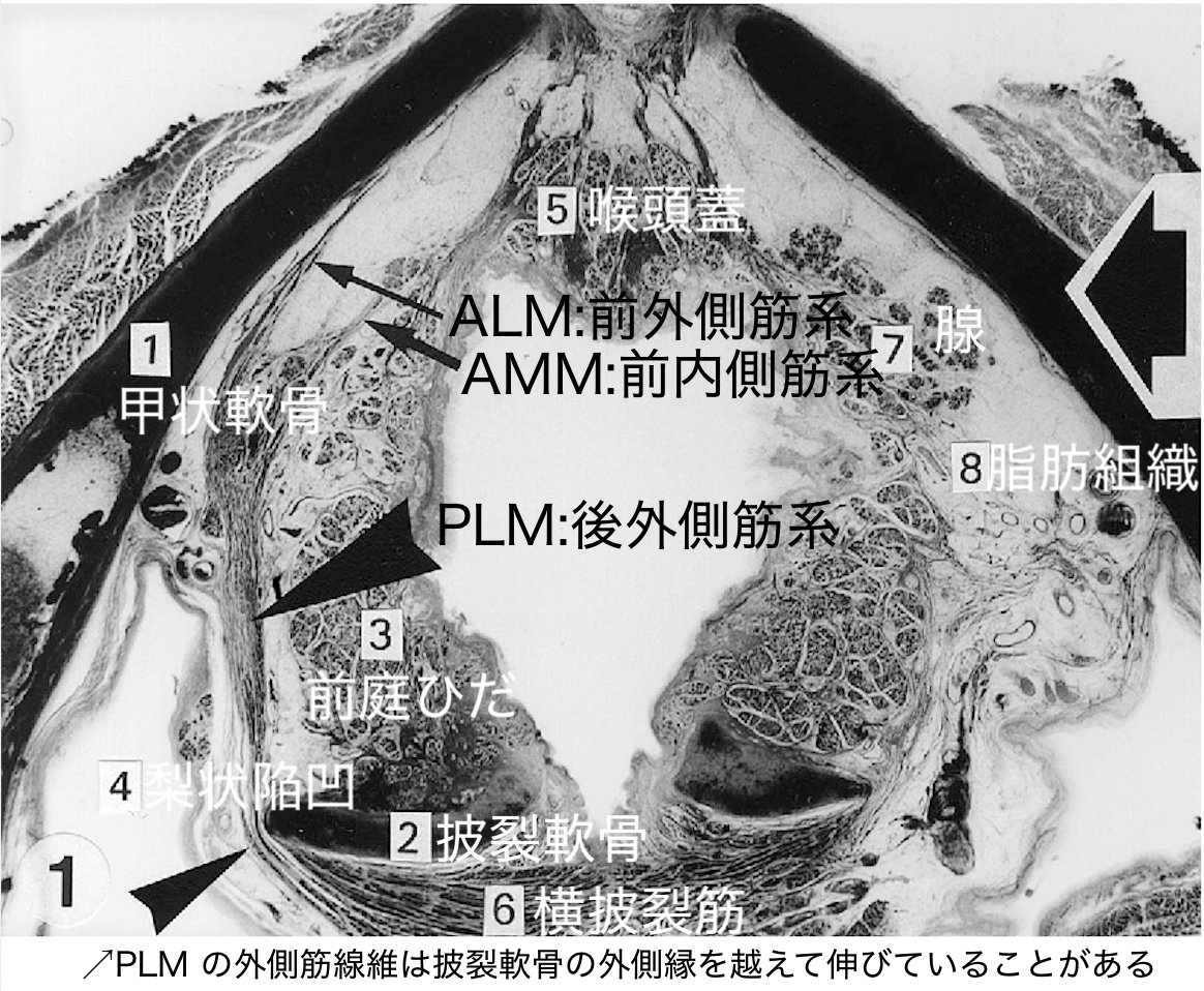 喉頭の仮声帯の筋肉組織 - huuchiの音楽論文案内