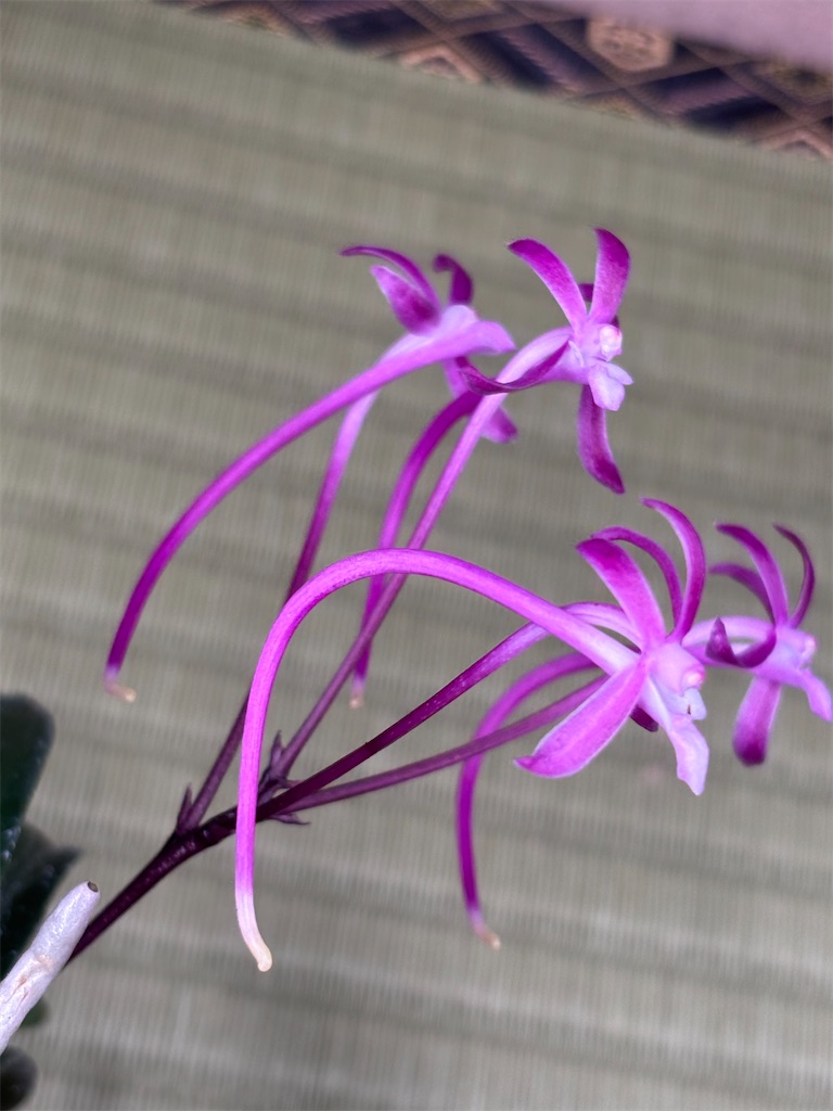 f:id:huukiranyuugi:20260711161027j:image