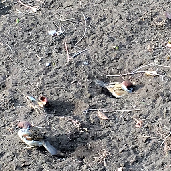 スズメの砂浴び Humanoid K S Diary