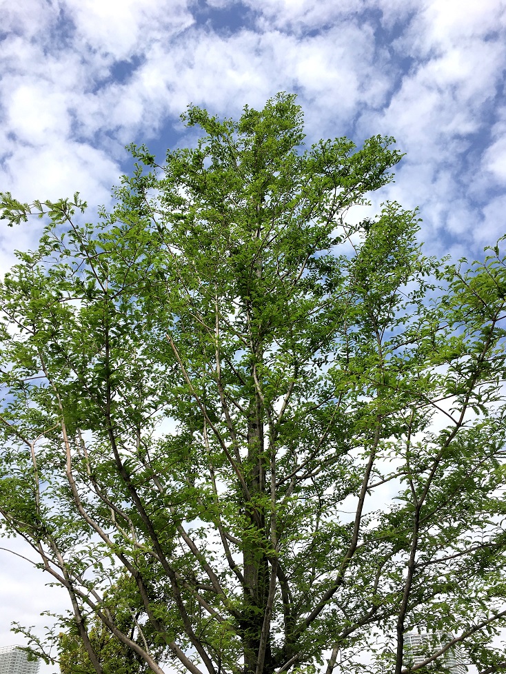 f:id:huukyou:20180419054650j:plain