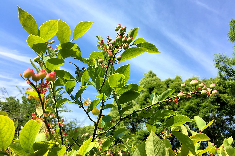 f:id:huukyou:20180527042716j:plain