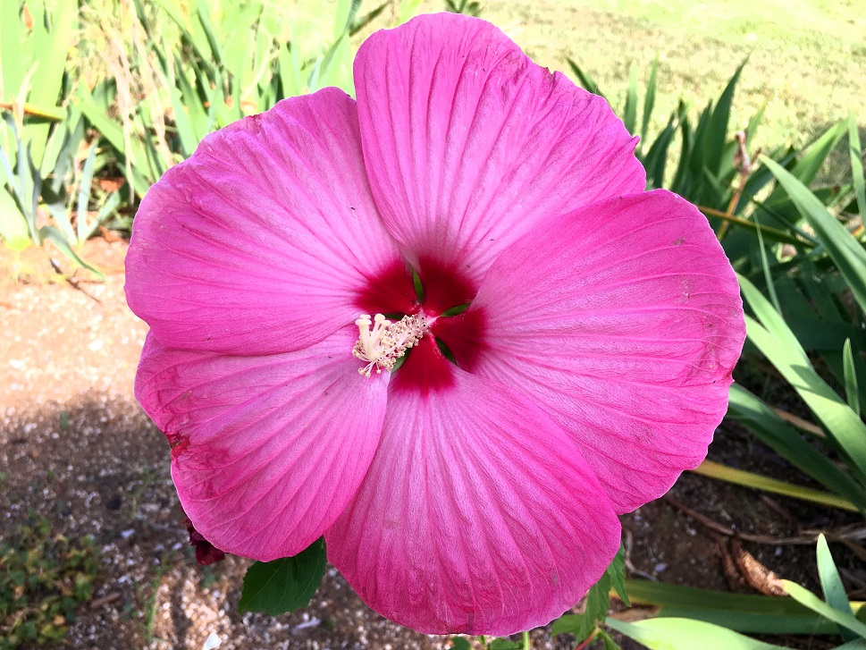 f:id:huukyou:20180720051554j:plain f:id:huukyou:20180720051554j:plain