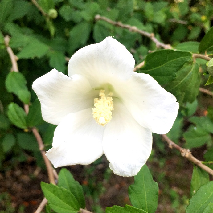 f:id:huukyou:20180720051611j:plain f:id:huukyou:20180720051611j:plain