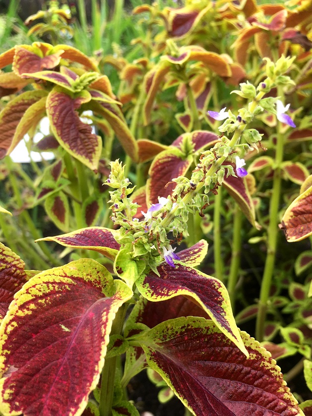 f:id:huukyou:20180904052302j:plain f:id:huukyou:20180904052302j:plain