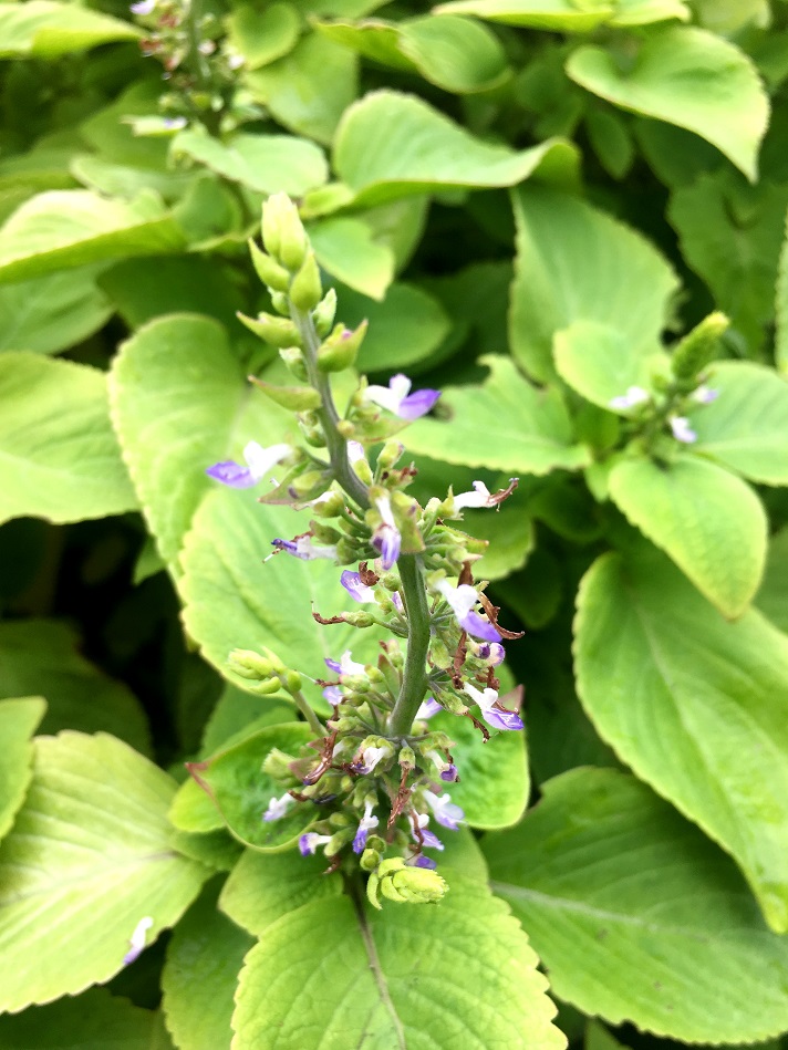 f:id:huukyou:20180904052402j:plain f:id:huukyou:20180904052402j:plain