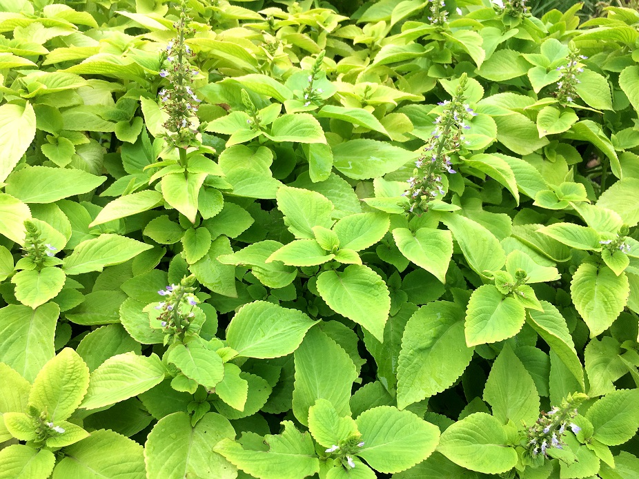 f:id:huukyou:20180904052500j:plain f:id:huukyou:20180904052500j:plain