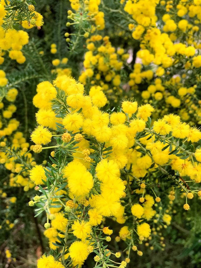 アカシア 染料 Acacia ソウシジュ 相思樹 根皮100g 100