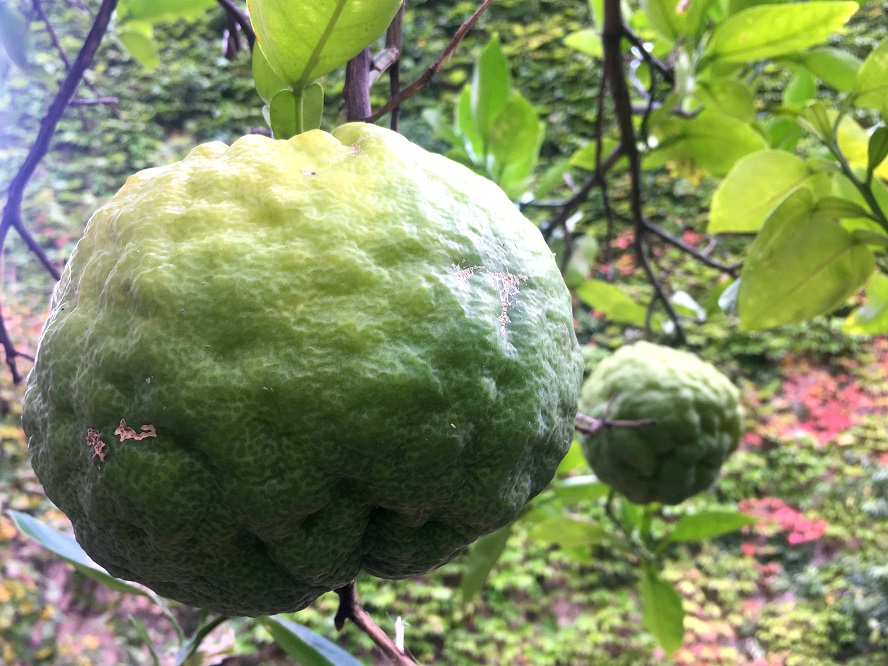 f:id:huukyou:20181027052142j:plain f:id:huukyou:20181027052142j:plain