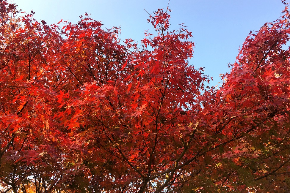 f:id:huukyou:20181128035320j:plain f:id:huukyou:20181128035320j:plain
