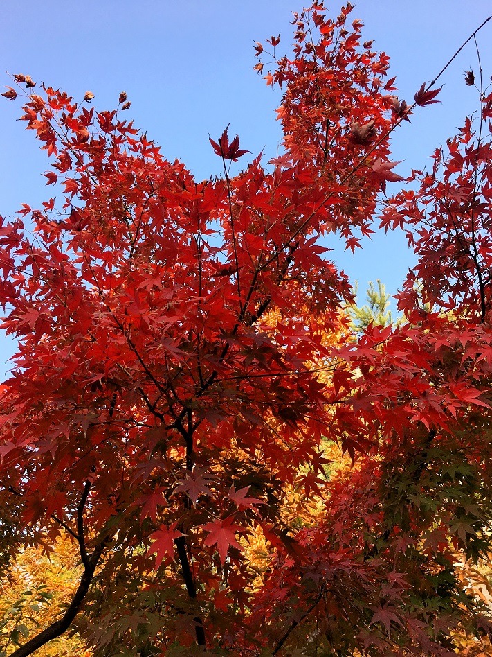 f:id:huukyou:20181128035347j:plain f:id:huukyou:20181128035347j:plain