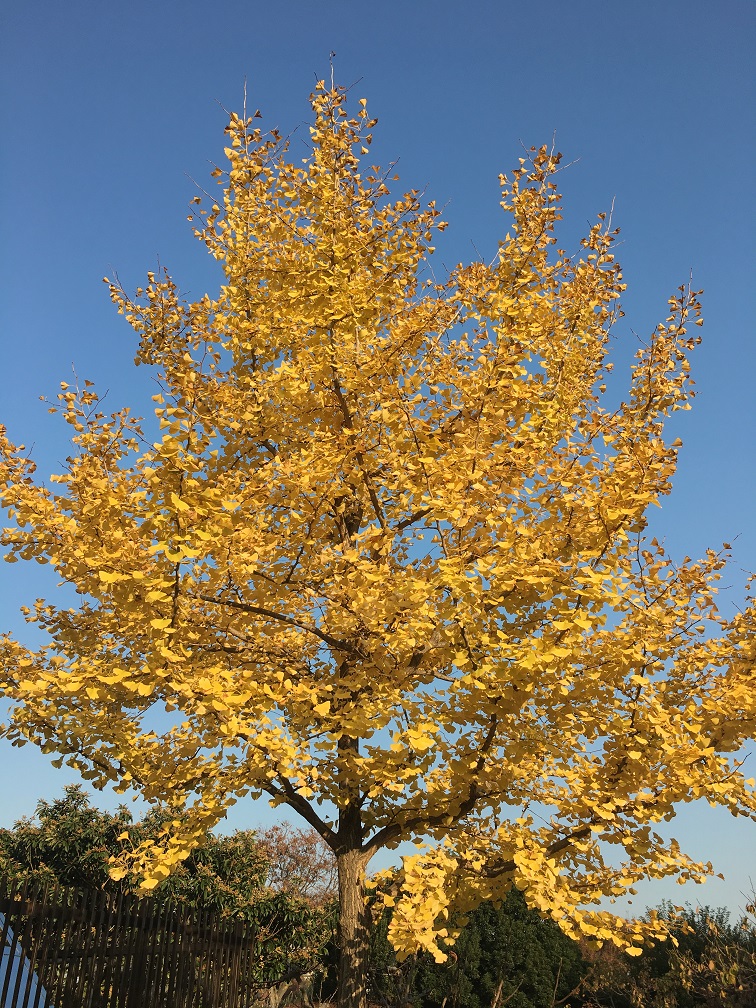 f:id:huukyou:20181128035414j:plain f:id:huukyou:20181128035414j:plain