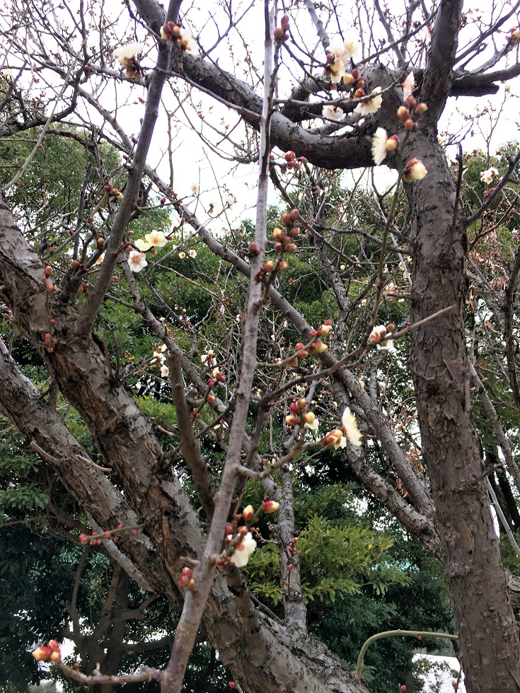 f:id:huukyou:20190116072215j:plain