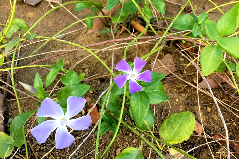 f:id:huukyou:20190124073731j:plain